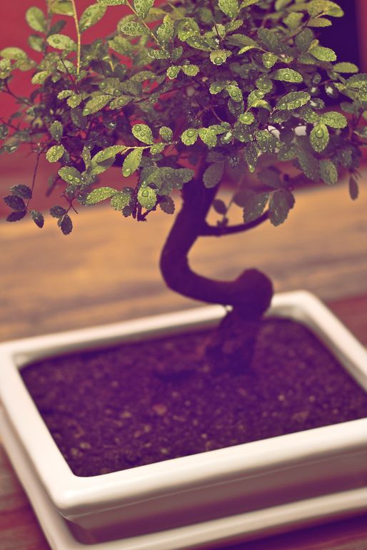 Bonsai